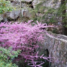 Redbud in Bloom, Rock City, Lookout Mountain, Tennessee