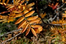 Autumn Hickory Leaf