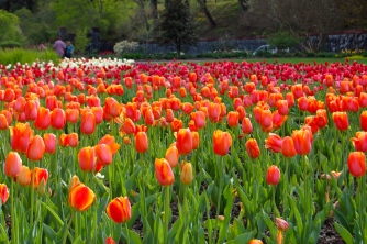 Tulips at Biltmore Estate