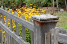 photo of wooden fence with black-eyed susans