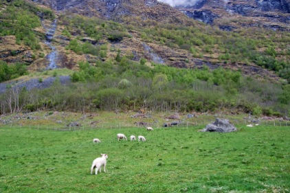 Sheep near the mountain
