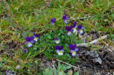 Wild Violas