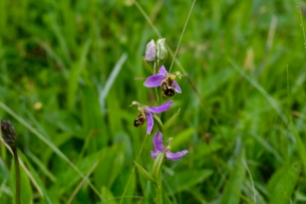 Bee Orchid growing wild in The Burren National Park