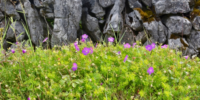 Flower and Stone: Bloody Cranesbill Geranium growing wild in The Burren National Park