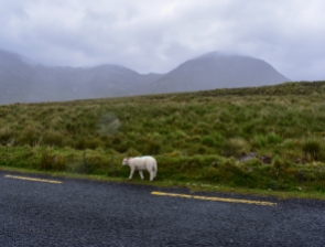 One of hundreds of sheep roaming the road in Connemara National Park