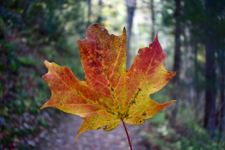 Maple Leaf on the Trail